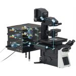 CONFOCAL LASER SCANNING MICROSCOPY